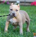 American Pit Bull
